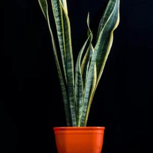 Snake Plant – Multiple Pot Sizes images