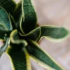 Snake Plant – Multiple Pot Sizes images1 Snake Plant – Multiple Pot Sizes images