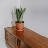 Snake Plant – Multiple Pot Sizes images2 Snake Plant – Multiple Pot Sizes images