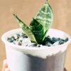 Snake Plant – Multiple Pot Sizes images3 Snake Plant – Multiple Pot Sizes images