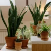 Snake Plant – Multiple Pot Sizes images4 Snake Plant – Multiple Pot Sizes images
