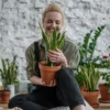 Snake Plant – Multiple Pot Sizes images5 Snake Plant – Multiple Pot Sizes images