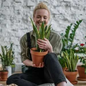 Snake Plant – Multiple Pot Sizes images