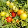 Tomato Hybrid Seeds – Summer Special