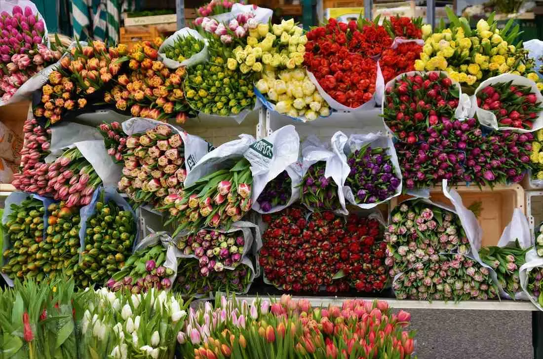 Flowering Plants