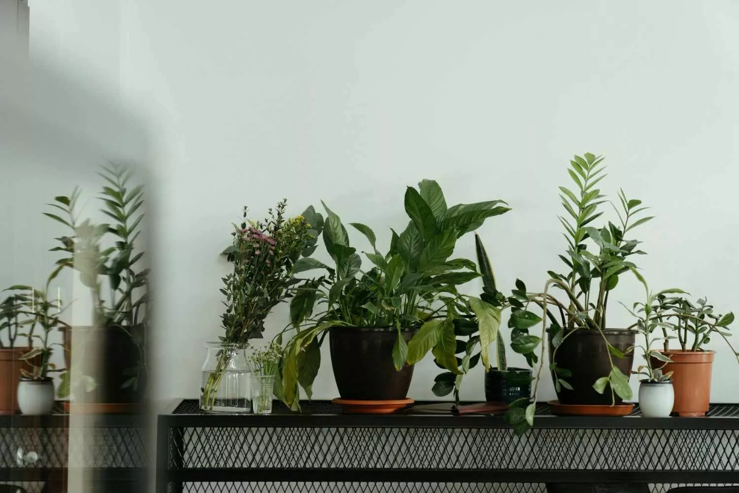 Foliage Plants