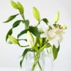 Lily Flower Bulbs – Winter Bloom