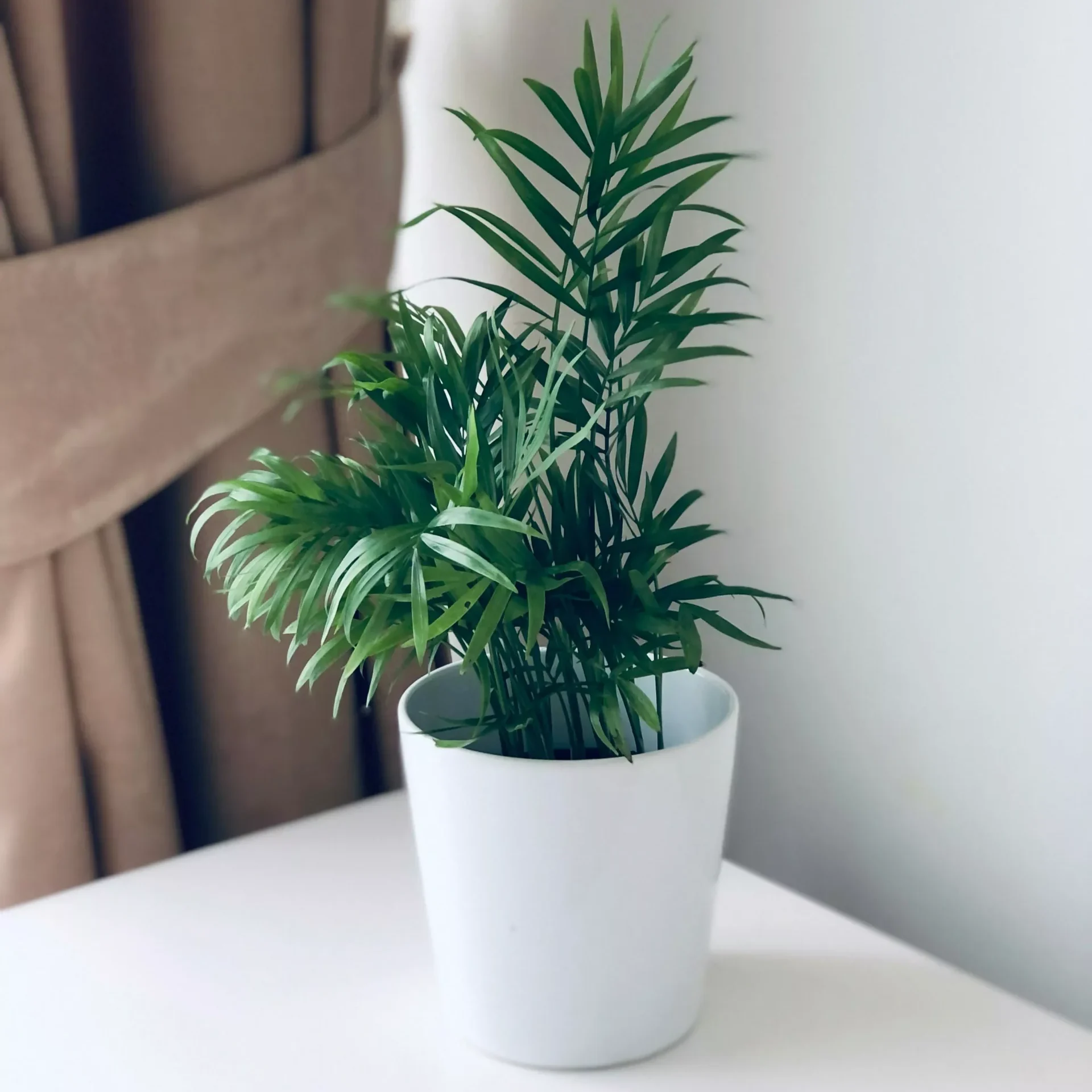 Areca Palm Indoor Plant – 6 Inch Pot
