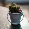 Mini Cactus Plant – Table Top