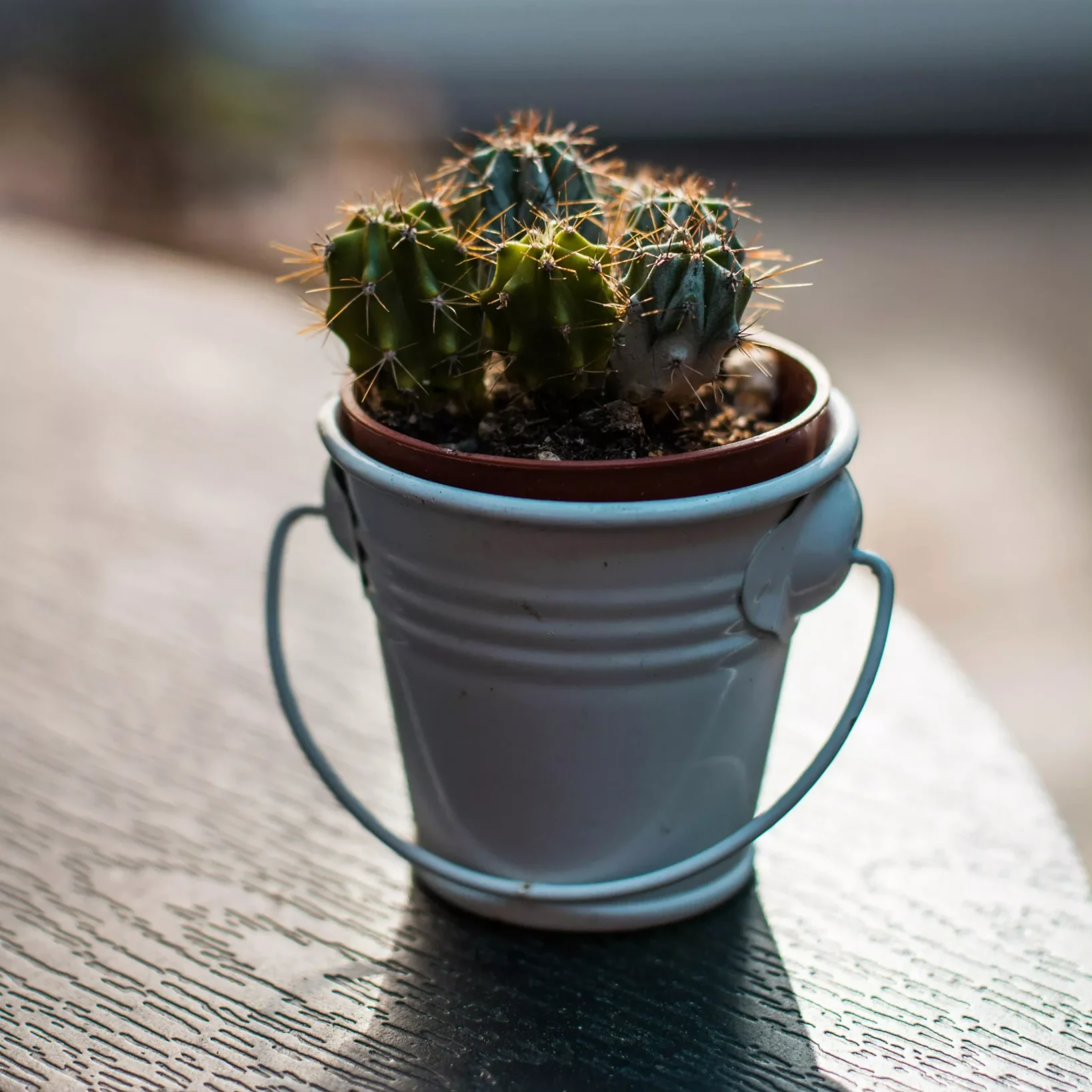 Mini Cactus Plant – Table Top