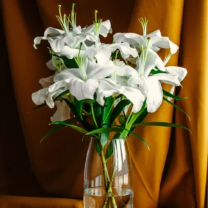 Lily Flower Bulbs – Winter Bloom