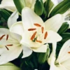 Lily Flower Bulbs – Winter Bloom
