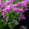 Bougainvillea Flowering Plant – Outdoor