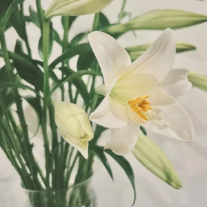 Lily Flower Bulbs – Winter Bloom