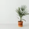 Areca Palm Indoor Plant – 6 Inch Pot