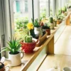 Mini Cactus Plant – Table Top