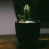 Mini Cactus Plant – Table Top