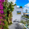 Bougainvillea Flowering Plant – Outdoor