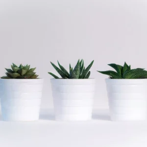White Ceramic Pot – 6 Inch
