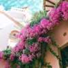 Bougainvillea Flowering Plant – Outdoor