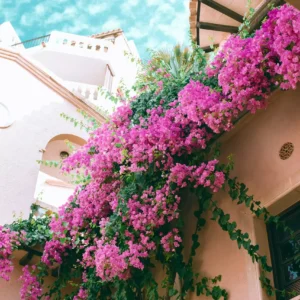 Bougainvillea Flowering Plant – Outdoor