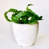 White Ceramic Pot – 6 Inch White Ceramic Pot – 6 Inch