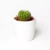 White Ceramic Pot – 6 Inch White Ceramic Pot – 6 Inch