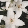 Lily Flower Bulbs – Winter Bloom