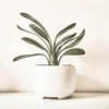 White Ceramic Pot – 6 Inch White Ceramic Pot – 6 Inch