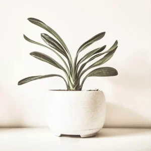 White Ceramic Pot – 6 Inch