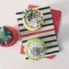 Mini Cactus Plant – Table Top