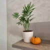 Areca Palm Indoor Plant – 6 Inch Pot