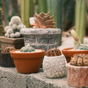 Mini Cactus Plant – Table Top