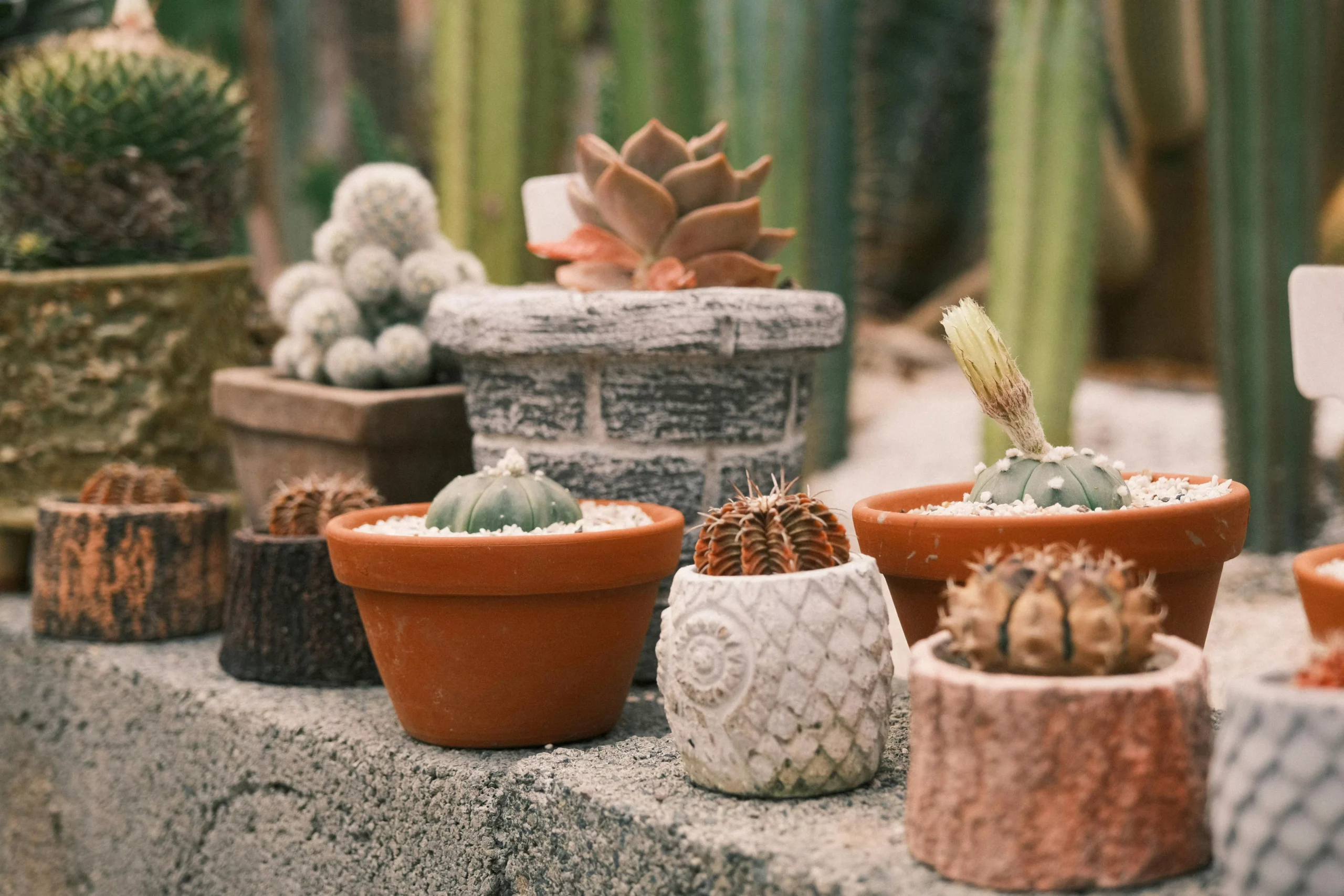Plants by Types