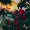 Bougainvillea Flowering Plant – Outdoor