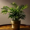 Areca Palm Indoor Plant – 6 Inch Pot