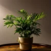 Areca Palm Indoor Plant – 6 Inch Pot