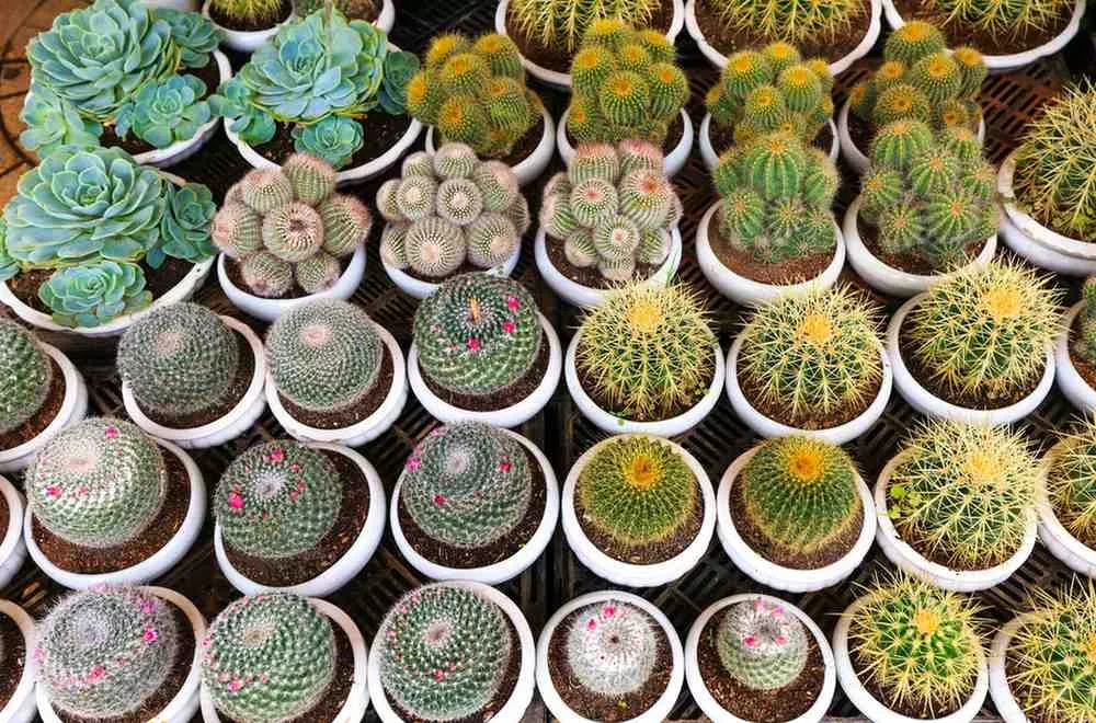 Plants by Location