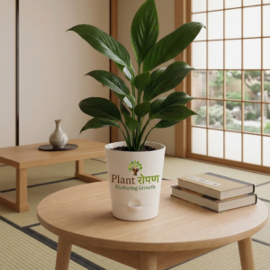 Peace Lily Plant with Self Watering Pot