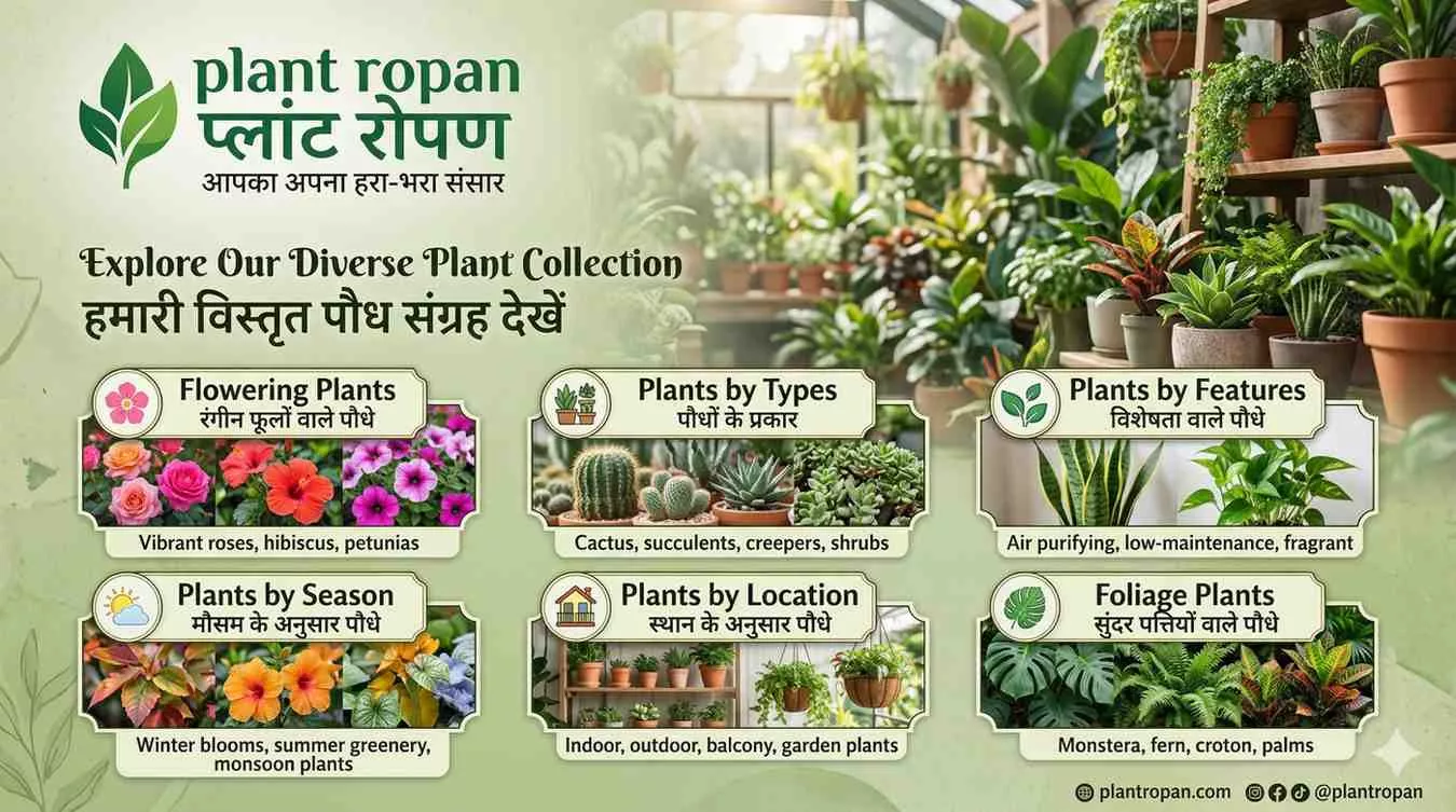 plants-categories