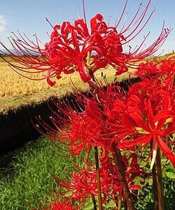 Lycoris Radiata (Red Spider Lily) Bulbs