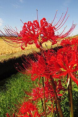 Lycoris Radiata (Red Spider Lily) Bulbs