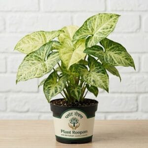 Syngonium White Butterfly Plant in 4 inch Pot