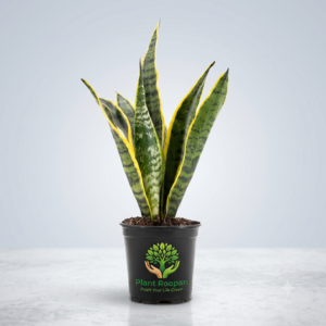 Sansevieria trifasciata, Snake Plant