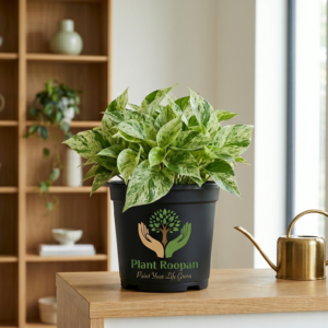 Money Plant Marble Queen in 4 inch pot