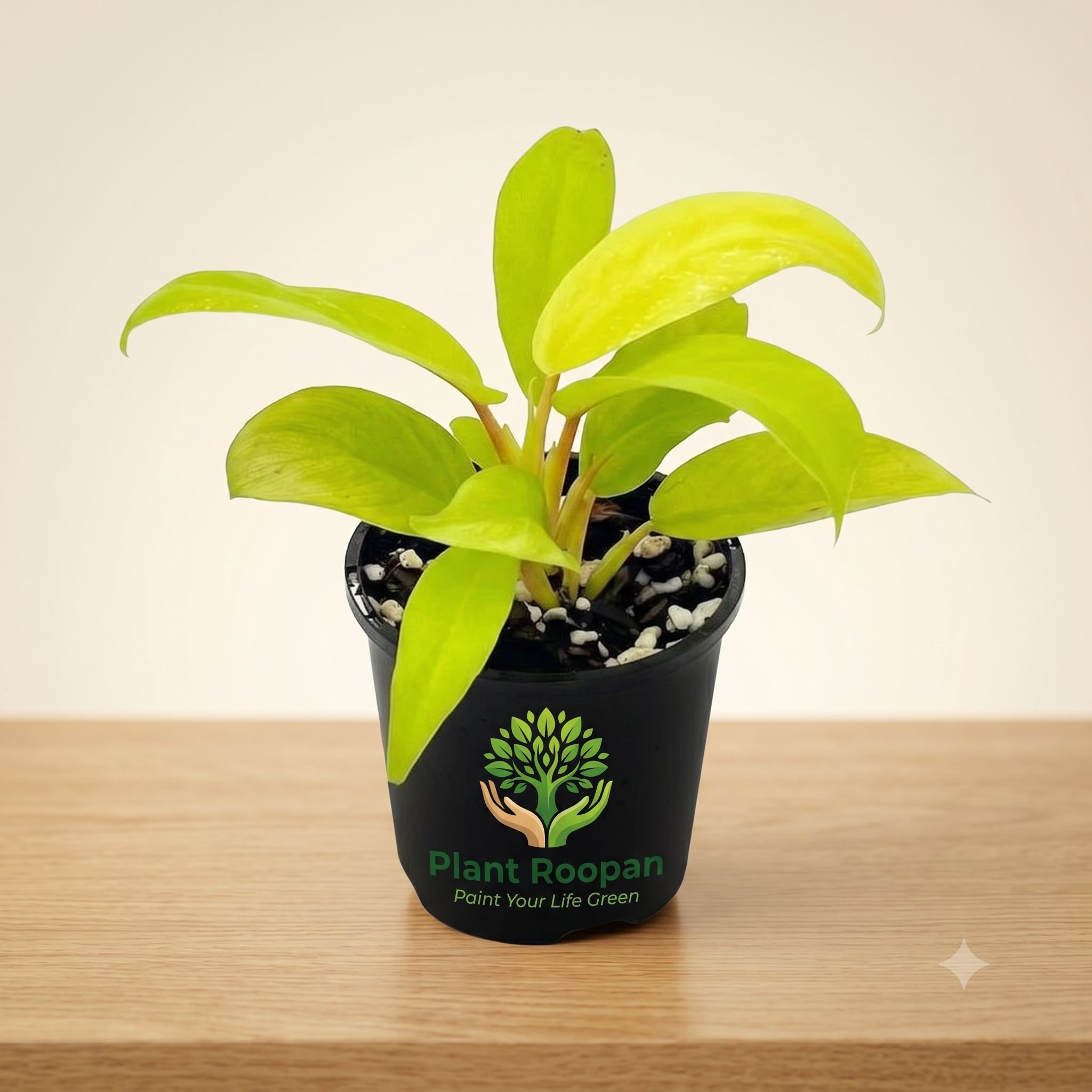 Philodendron Ceylon Golden Plant in 4 inch (10 cm) Pot