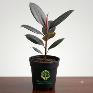 Rubber Plant, Ficus elastica (Robusta) Plant in 5 inch
