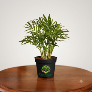 Bamboo Palm Plant,Chamaedorea elegans