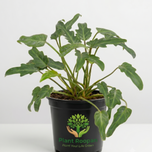 Philodendron xanadu Green Plant in 4 inch Pot