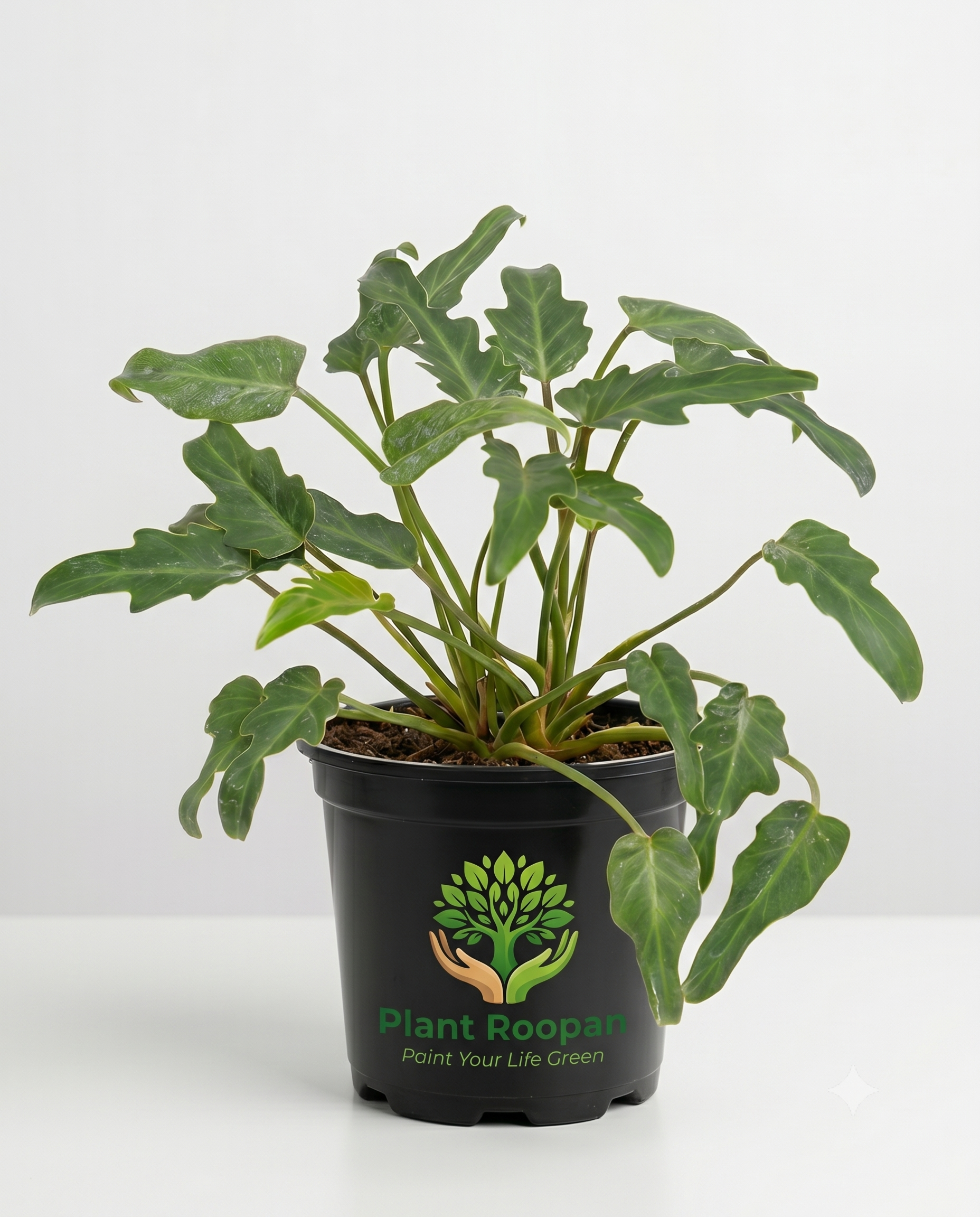 Philodendron xanadu Green Plant in 4 inch Pot